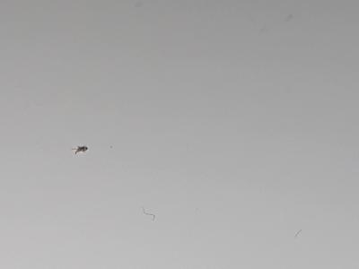 Domácnost | Malí broučci v bytě (0,5 mm)