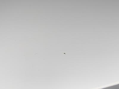 Domácnost | Malí broučci v bytě (0,5 mm)