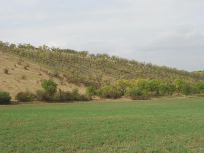HUSTOPEČE