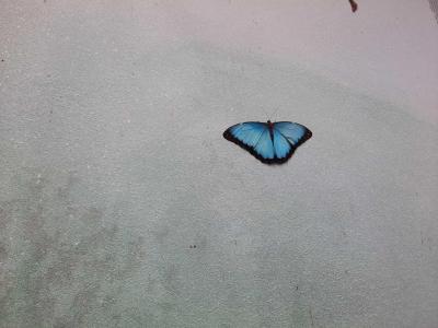 PAPILONIA