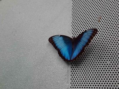 PAPILONIA