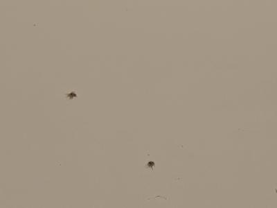 Domácnost | Malí broučci v bytě (0,5 mm)