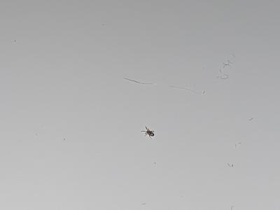 Domácnost | Malí broučci v bytě (0,5 mm)
