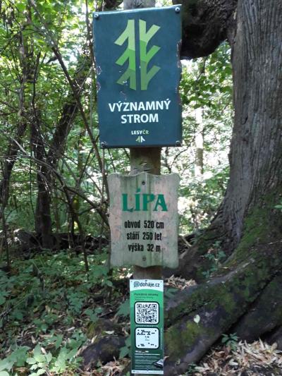 Zřícenina hradu Rožnov (Hradisko)