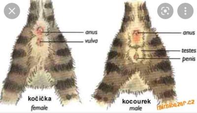 Zvířata | Pohlaví kotěte