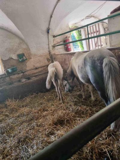 Ponny farm