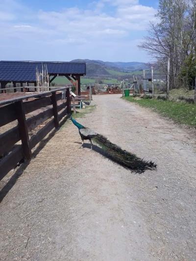 Minizoo ranč Horečky