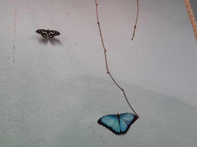 PAPILONIA