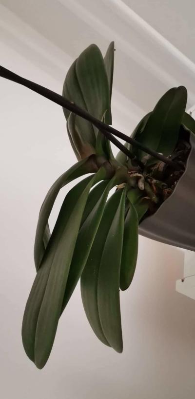 Květiny a zahrada | Orchidej