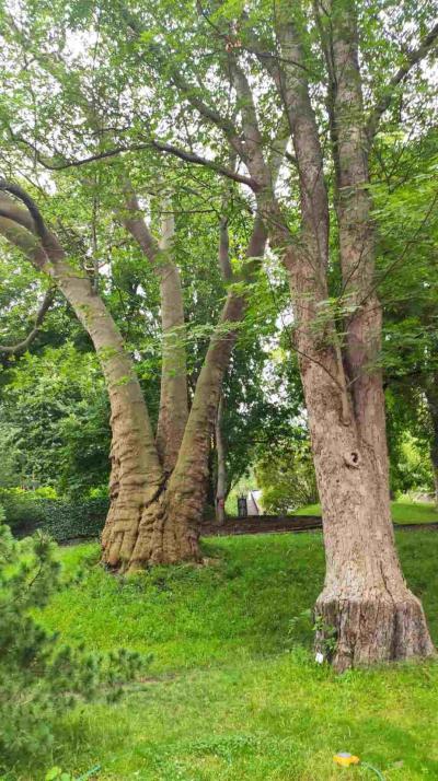 Botanická zahrada, Praha 2