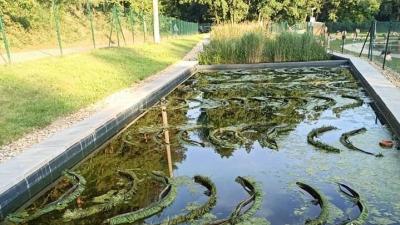 Biotopová "čistička"