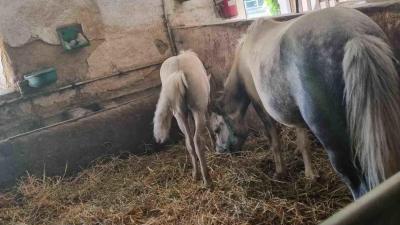 Ponny farm