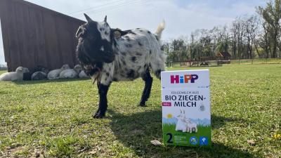 Koza vedle mléka HiPP.