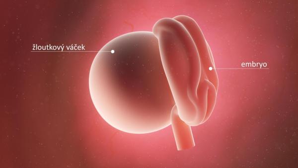 Embryo ve 4. týdnu těhotenství. Ukázka embrya a žloutkového váčku.