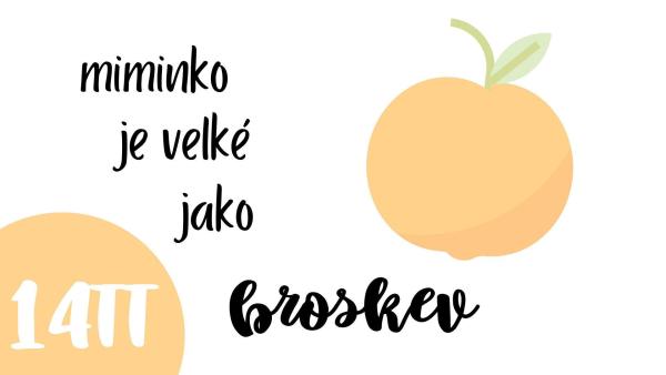 14 týden těhotenství, velikost plodu