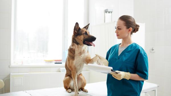 Před příchodem miminka vezměte psa k veterináři.