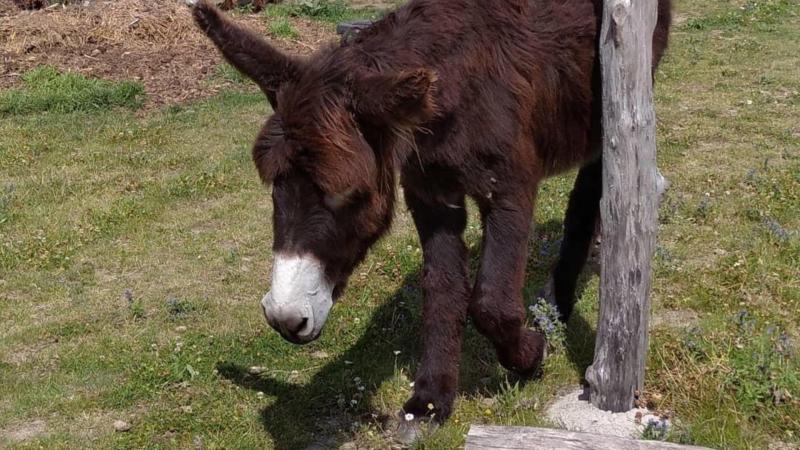 Oslí stezka ve Svárově aneb Íá, íá, íá ve Svárově