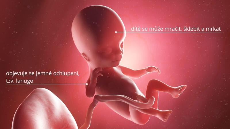 14. týden těhotenství, miminko ve 14. týdnu těhotenství