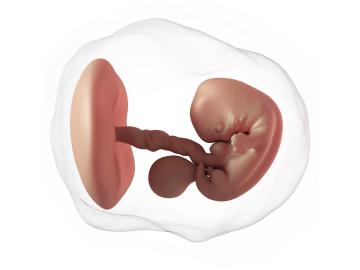 7. týden těhotenství: První pohyby a první lékař