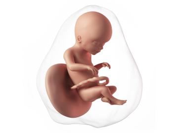 20. týden těhotenství: Kluk, nebo holka?