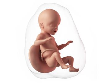 26. týden těhotenství: Pravák, nebo levák?