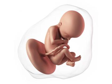 22. týden těhotenství: Už umí škytat