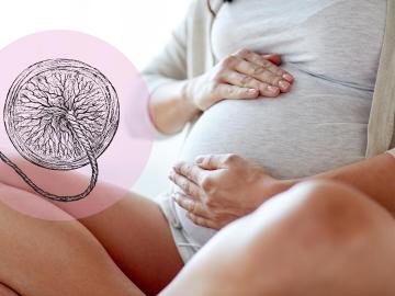 Placenta: K čemu slouží a jaké má využití?