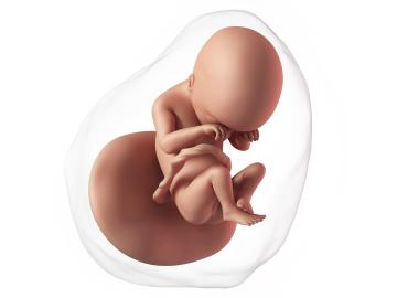 19. týden těhotenství: Pohlavní orgány dokončeny