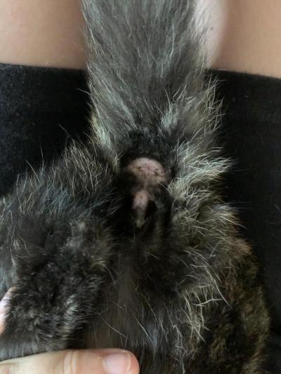 Zvířata | Poraďte prosím pohlaví koťete