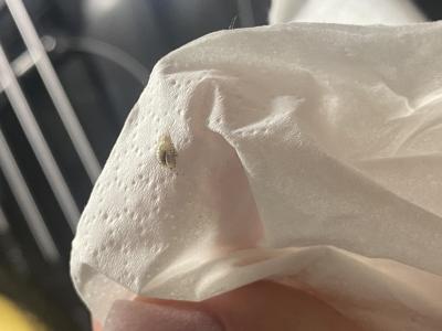 Zdravotní potíže dospělých | Štěnice, nebo blecha?