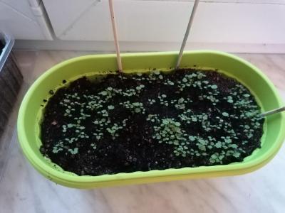 Dcera se stará o svůj truhlík, kde si, od semínek, pěstuje jahody