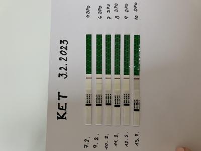 Testování a těhotenský test | KET leden 2023