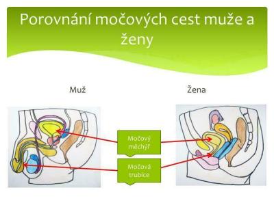 Gynekologické potíže | Menstruace  a čůrání při ms