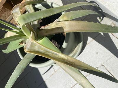 Vše možné | Aloe vera stěhování