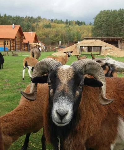Na samotě ve srubu