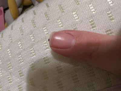 Vše možné | Stenice ano ci ne?
