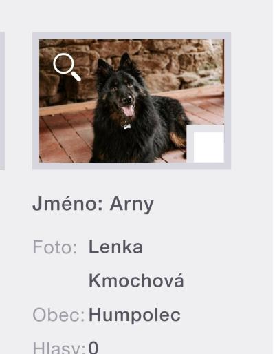 Zvířata | Prosim o hlas pro pejska