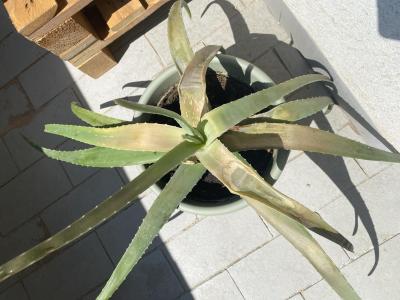 Vše možné | Aloe vera stěhování