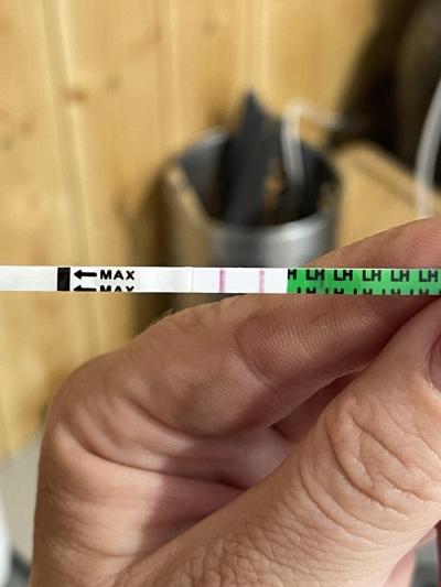 Těhotenství | Transfer embrya FHB