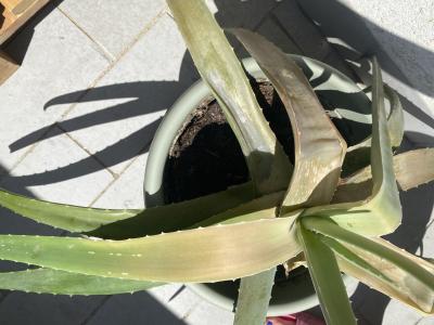 Vše možné | Aloe vera stěhování