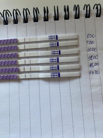 Snažení | Ovulace a ovulační test