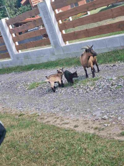 Na samotě ve srubu