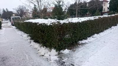 Květiny a zahrada | Neopadavý živý plot