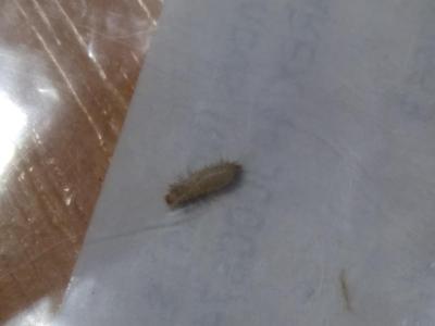 Domácnost | Identifikace škůdce
