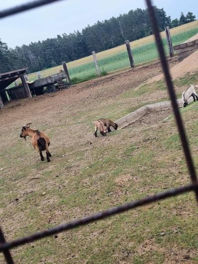 Na samotě ve srubu