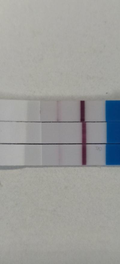 Testování a těhotenský test | Duch na těhotenském testu před menstruací