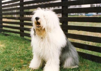 Bobtail