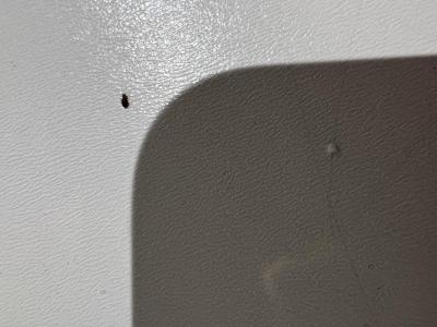 Vše možné | Stenice ano ci ne?