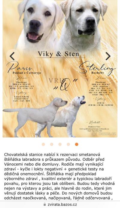 Zvířata | Štěně labradora