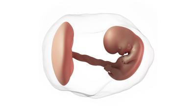 8. týden těhotenství. Jak zvládnout nevolnosti?